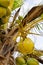 Clusters of fresh coconuts close-up hanging on palm tree