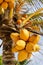 Clusters of fresh coconuts close-up hanging on palm tree