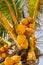 Clusters of fresh coconuts close-up hanging on palm tree