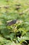 Clusters fruit black elderberry in garden.