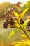 Clusters fruit black elderberry in garden in sun light Sambucus nigra. elder, black elder, European black elderberry background