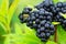 Clusters fruit black elderberry in garden in sun light Sambucus nigra. elder, black elder, European black elderberry background