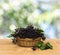 Clusters fruit black elderberry  Sambucus nigra  in basket on a wooden table on blur nature background. Common names: black