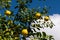 Clusters of Grapefruits Hanging from Tree