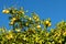 Clusters of Grapefruits Hanging from Tree