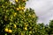 Clusters of Grapefruits Hanging from Tree