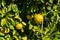 Clusters of Grapefruits Hanging from Tree