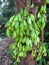 Clusters of Green Bilimbi Fruit on Tree in Tropical North Shore Oahu, Hawaii