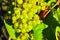 Clusters of green grapes on the branches of a grape tree