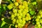 Clusters of green grapes on the branches of a grape tree