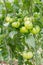 Clusters of green tomatoes in greenhouses