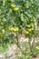 Clusters of green tomatoes in greenhouses