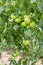 Clusters of green tomatoes in greenhouses