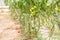 Clusters of green tomatoes in greenhouses