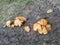 Clusters of inedible dying fungi growing on the palm tree trunk