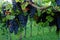 Clusters of lush purple grapes in vine stock, harvest season