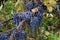 Clusters of Merlot in a vine during the harvest in Bulgaria. Selective focus