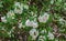 Clusters Mountain Laurel Wildflowers in the Blue Ridge Mountains