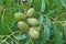 CLUSTERS OF PECAN NUTS ON A TREE