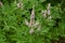 Clusters of pink flowers in the leafage of Vitex agnus-castus