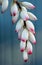 Clusters of pink and white ginger flowers, Alpiniaï¼Œshell ginger