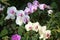 Clusters of pink and white Moth orchids growing in the wild