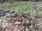 Clusters of Psathyrellaceae fungi sprouting from dead trunk.