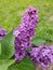 Clusters of Purple Flowers
