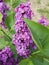 Clusters of Purple Flowers