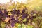 Clusters of purple fragrant wine grapes hang and ripen among the vines in the garden against the bright sunlight