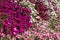 Clusters of purple, pink and white Sweet William flowers