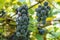 Clusters of Purple Table Grapes