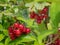 Clusters of red currants on the branches of a currant Ribes rubrum ready to be picked