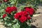 Clusters of red flowers of roses