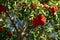 Clusters of red mountain ash on the tree.