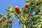 Clusters of red mountain ash on the tree.