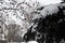 Clusters of red rowan berries and thick spruce branches covered with white snow.