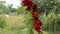 Clusters of red schisandra. Bunches of ripe schizandra