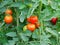 Clusters of red tomatoes on bushes in the greenhouse