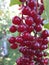 Clusters of red virgin cherry ripen on a Sunny day. Bird cherry.