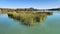 Clusters of the reeds in Eskibaraj Dam lake in Seyhan, Adana