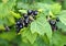 Clusters of ripe berries of blackcurrant on branches