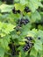 Clusters of ripe berries of blackcurrant on branches