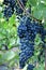 Clusters of ripe deep blue grape on the vine