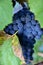 Clusters of ripe deep blue grape on the vine