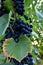 Clusters of ripe deep blue grape on the vine