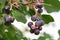 Clusters of ripe saskatoon berries hanging in summer