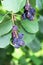 Clusters of ripe saskatoon berries hanging in summer