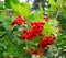 Clusters of ripe viburnum berries on the branches