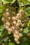 Clusters of ripe white currants hang on a bush